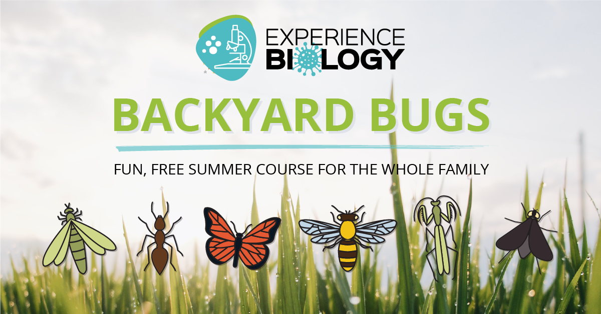 Backyard Bugs (free 8 week course)