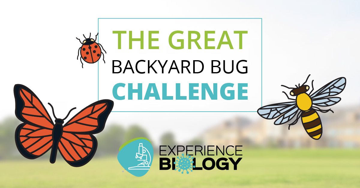 Bug challenge