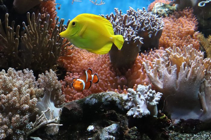 Virtual Field Trips for Homeschoolers Coral Reefs