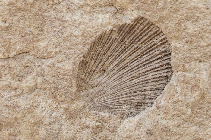 geology homeschool science fossils