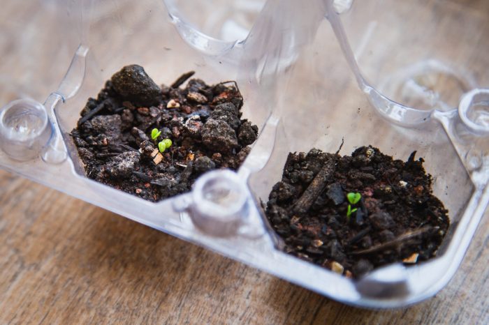 green bean seedlings science 