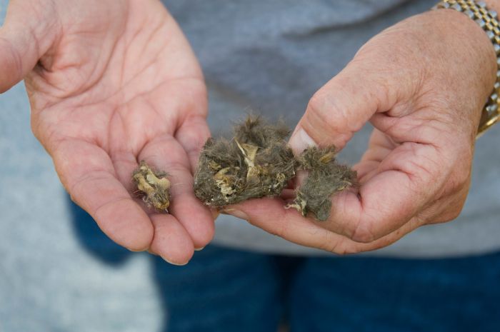 owl pellet homeschool dissection