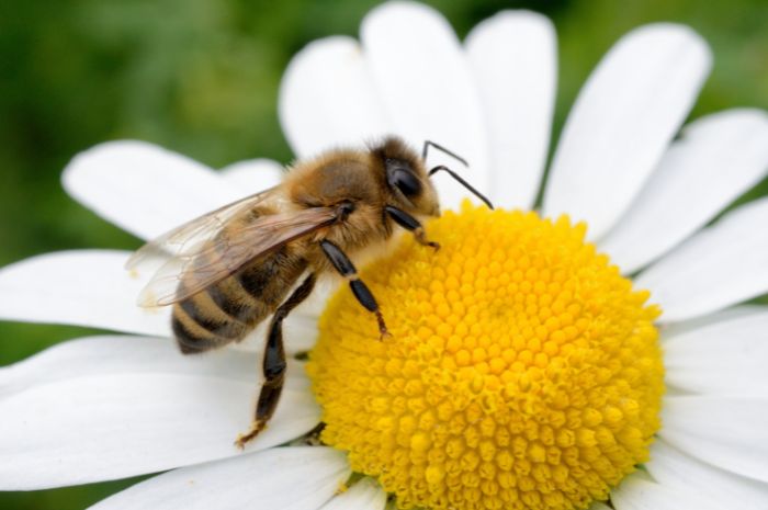Honey bee Earth day