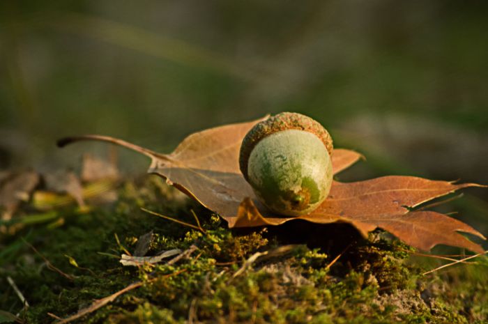 acorn earth day homeschool