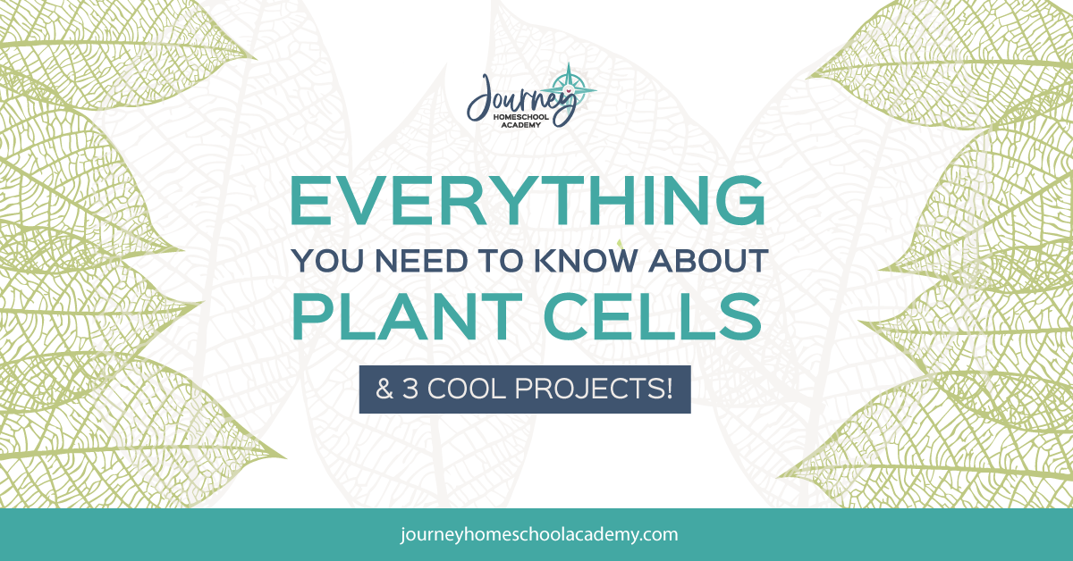 Everything You Need to Know About Plant Cells + 3 Cool Projects