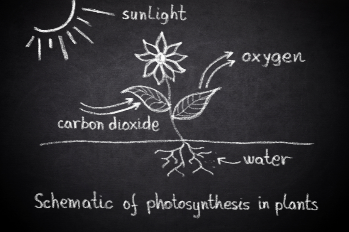 Photosynthesis cycle homeschool science