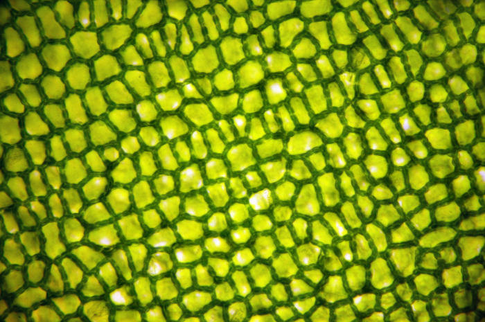 plant cells homeschool science