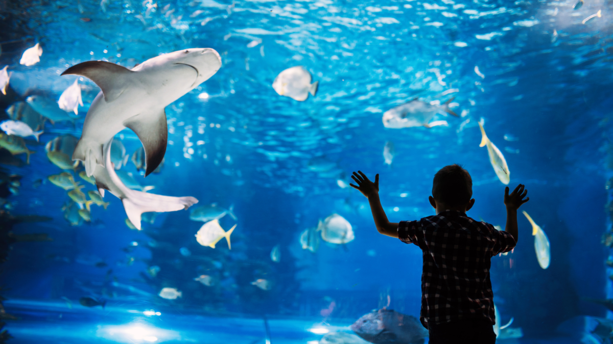 Dive into Marine Biology - Journey Homeschool Academy