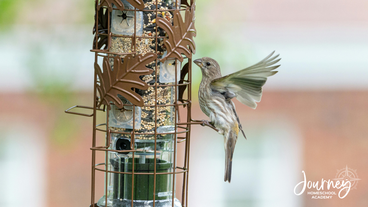 Small brown bird eating seeds from a backyard bird feeder, part of Journey Homeschool Academy’s Bird-Friendly Backyard homeschool project.