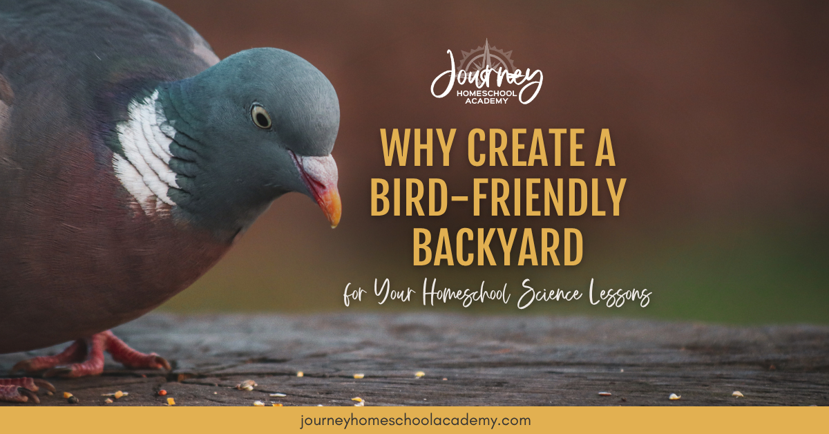 Why Create a Bird-Friendly Backyard for Your Homeschool Science Lessons