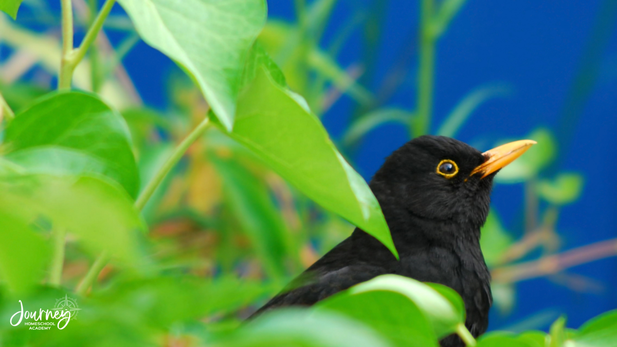 Blackbird perched among green shrubs in a native plant garden, showing how layered landscaping attracts wildlife to homeschool yards. Journey Homeschool Academy.