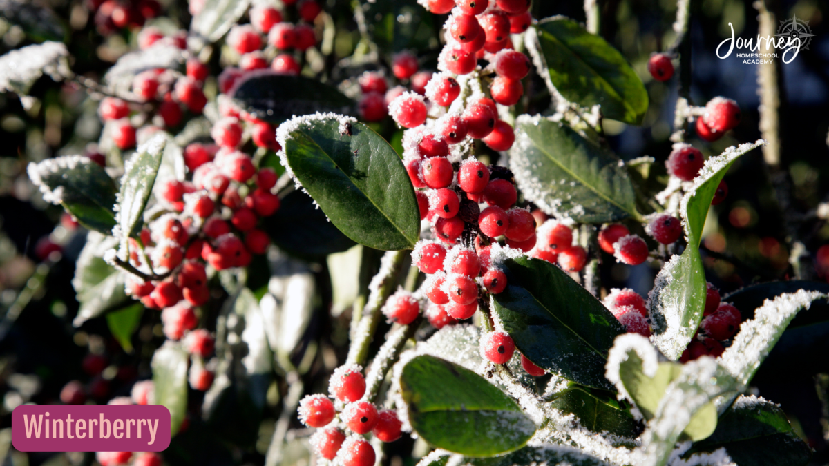 Close up of native winterberry shrub covered in frost, showing bright red berries that attract birds to North American homeschool yards. Journey Homeschool Academy.