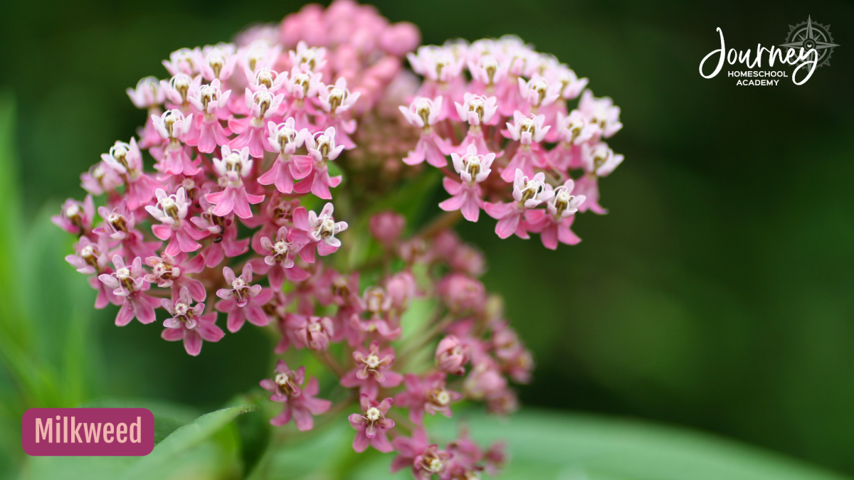 Native milkweed blooming in a homeschool backyard, providing essential habitat for pollinators and supporting bird friendly landscaping. Journey Homeschool Academy.