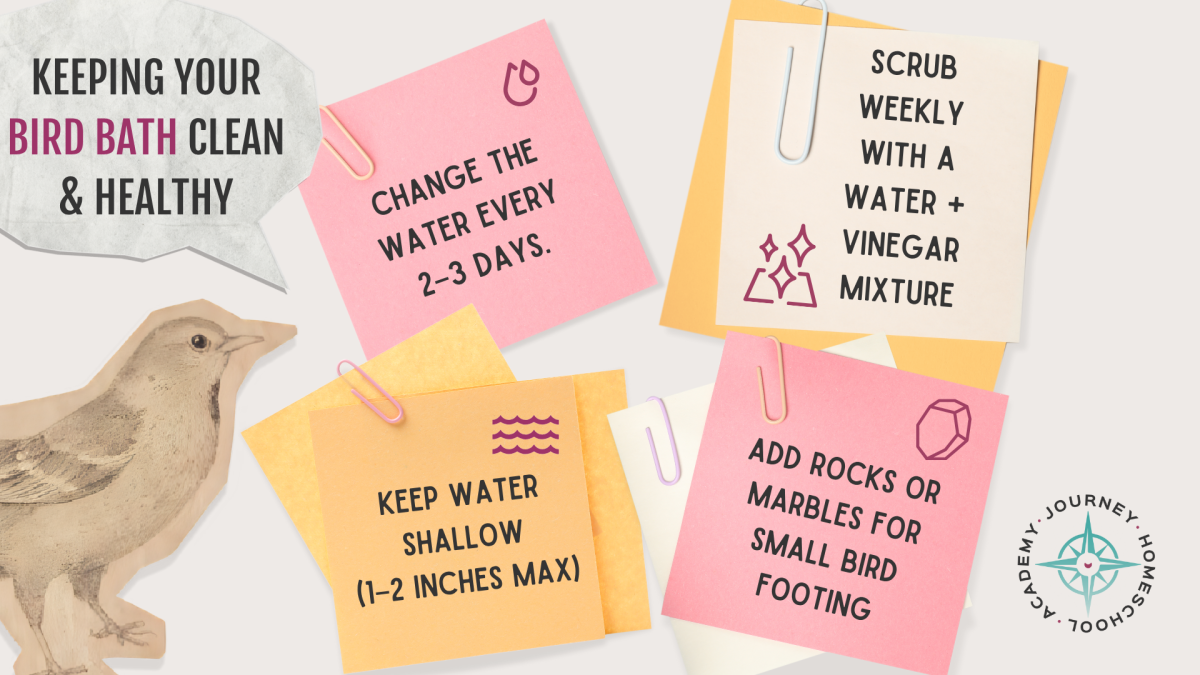 Bird bath maintenance tips including water changes, vinegar scrubbing, shallow depth, and stones—homeschool guide to providing water for birds by Journey Homeschool Academy.
