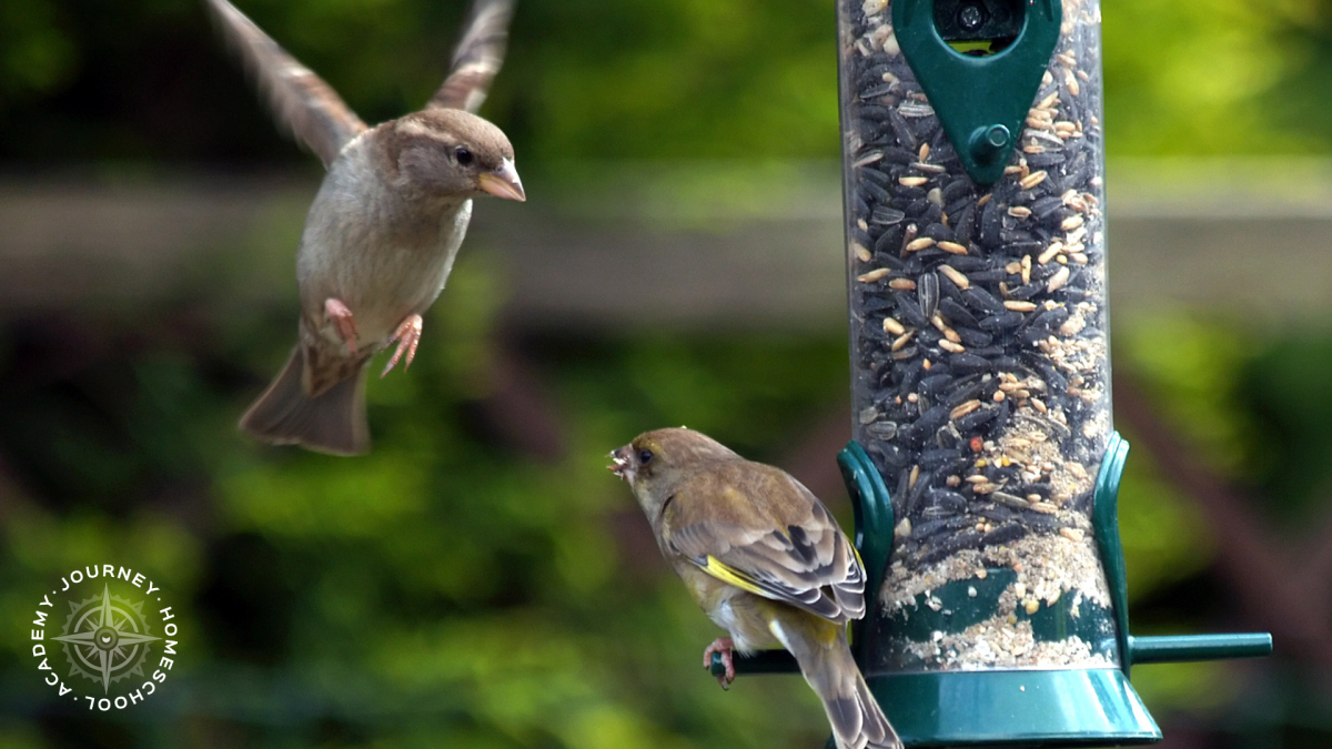 Two small birds perched on a green tube feeder, showing how homeschool families can set up and care for backyard bird feeding stations.