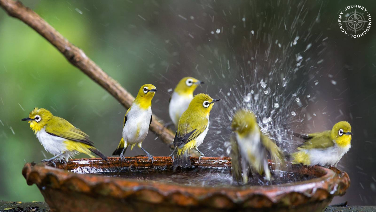Group of small yellow birds gathered at a bird bath—example of how providing water for birds enhances homeschool nature studies with Journey Homeschool Academy.