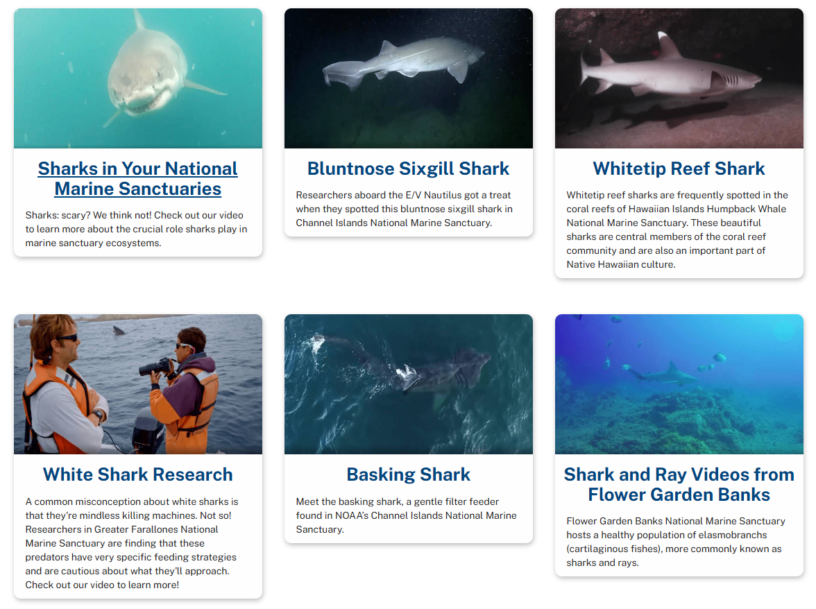 NOAA Office of National Marine Sanctuaries’ video collection of various shark species from across the country and learn about sharks in the sanctuary system, shark research, and more
